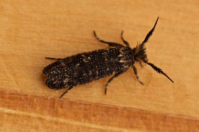 Ochsenheimeria taurella