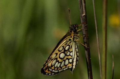 Heteropterus morpheus