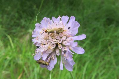 <i>Nemophora metallica</i>