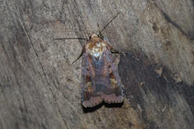 Diarsia brunnea