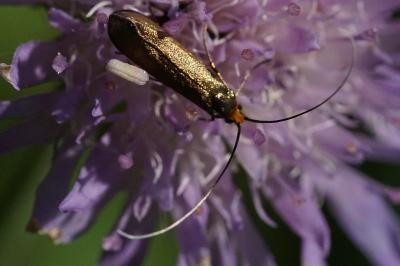 <i>Nemophora metallica</i>