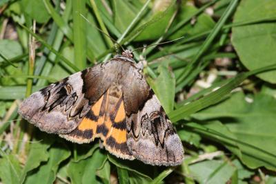 Catocala fulminea