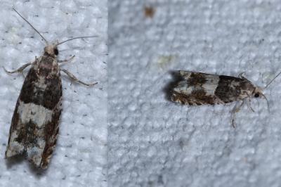 Epinotia demarniana