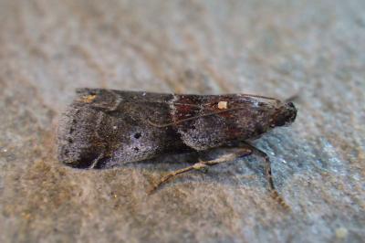Acrobasis marmorea