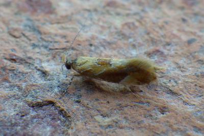 <i>Epicallima formosella</i>