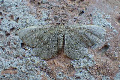 Philereme vetulata