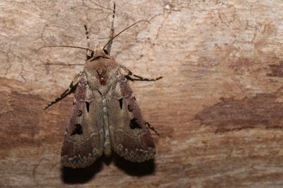 Agrotis exclamationis