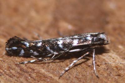 <i>Parectopa ononidis</i>