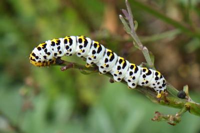 Cucullia scrophulariae