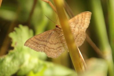 Acidalie ocreuse  (<i>Idaea ochrata</i>)