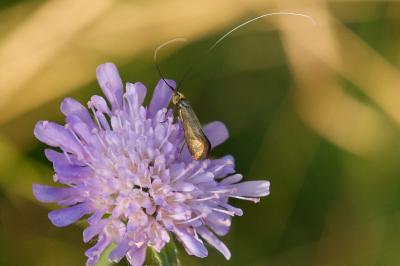 <i>Nemophora metallica</i>