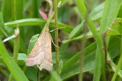 <i>Synaphe punctalis</i>