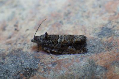 Eudemis porphyrana