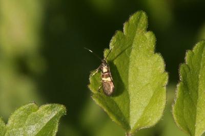 <i>Dasycera oliviella</i>