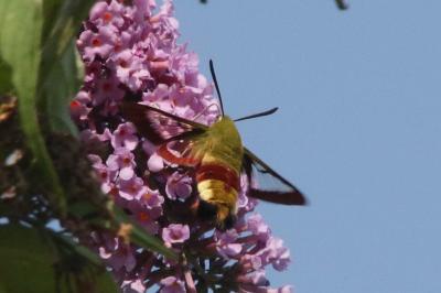 Hemaris fuciformis