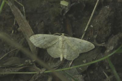Idaea biselata