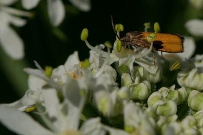 Pammene aurana