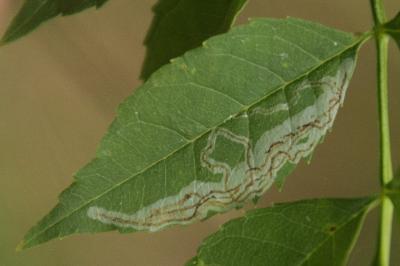 <i>Caloptilia cuculipennella</i>