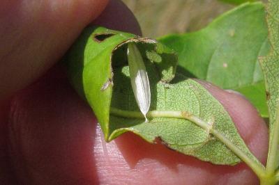 <i>Caloptilia cuculipennella</i>