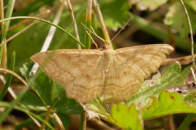Idaea ochrata