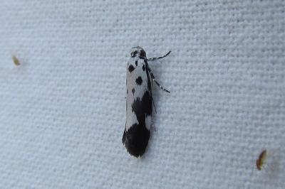 <i>Ethmia quadrillella</i>