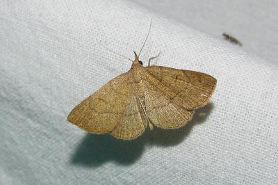 Paracolax tristalis