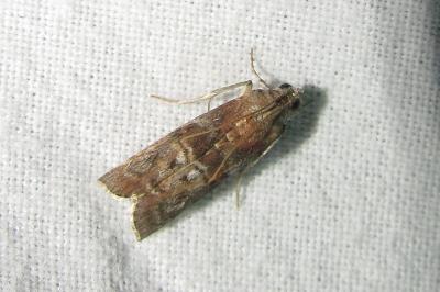 <i>Phycita roborella</i>
