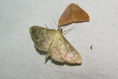 <i>Patania ruralis</i>