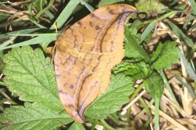 Incurvé  (<i>Drepana curvatula</i>)