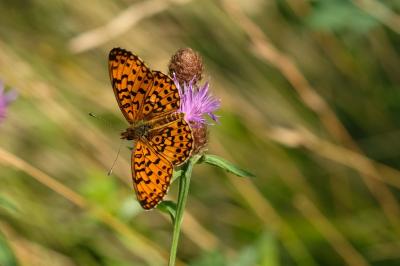 Boloria selene