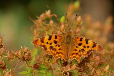Gamma  (<i>Polygonia c-album</i>)