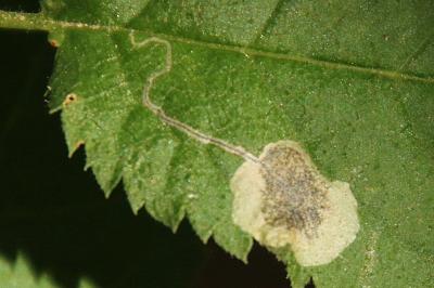 <i>Stigmella plagicolella</i>