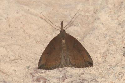 Hypena rostralis