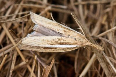<i>Agriphila selasella</i>