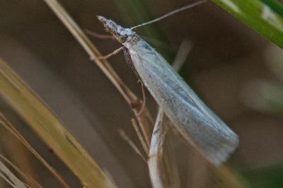 <i>Crambus perlellus</i>