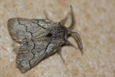 Bombyx de l'Aubépine 