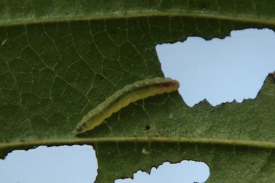 <i>Bucculatrix frangutella</i>