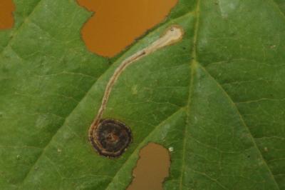 <i>Bucculatrix frangutella</i>