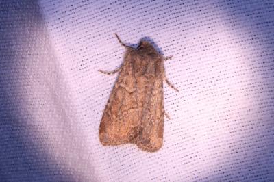 Lupérine testacée  (<i>Luperina testacea</i>)
