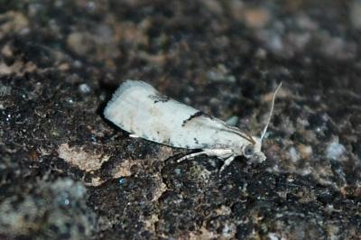 <i>Epinotia bilunana</i>