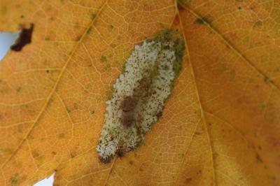 <i>Phyllonorycter corylifoliella</i>