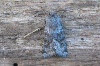 Noctuelle boueuse 