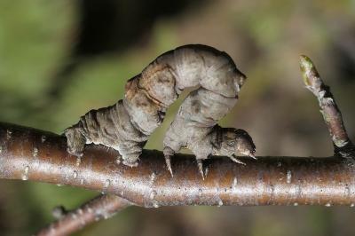 Selenia tetralunaria
