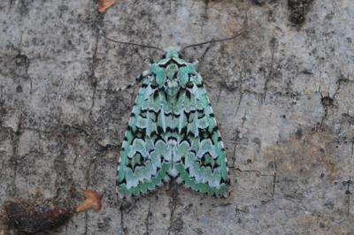 Runique  (<i>Griposia aprilina</i>)