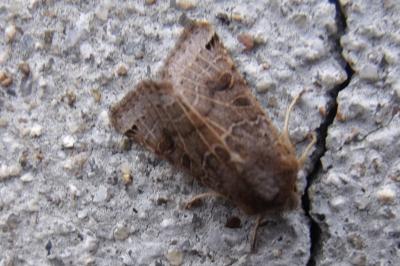 <i>Anchoscelis lunosa</i>
