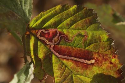 <i>Stigmella splendidissimella</i>