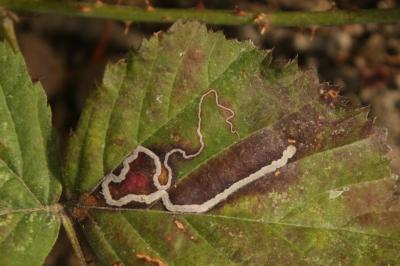 <i>Stigmella splendidissimella</i>