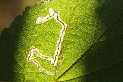 <i>Stigmella floslactella</i>