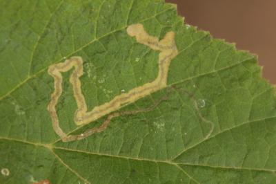 <i>Stigmella floslactella</i>