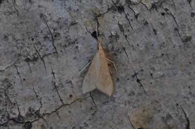 <i>Antigastra catalaunalis</i>